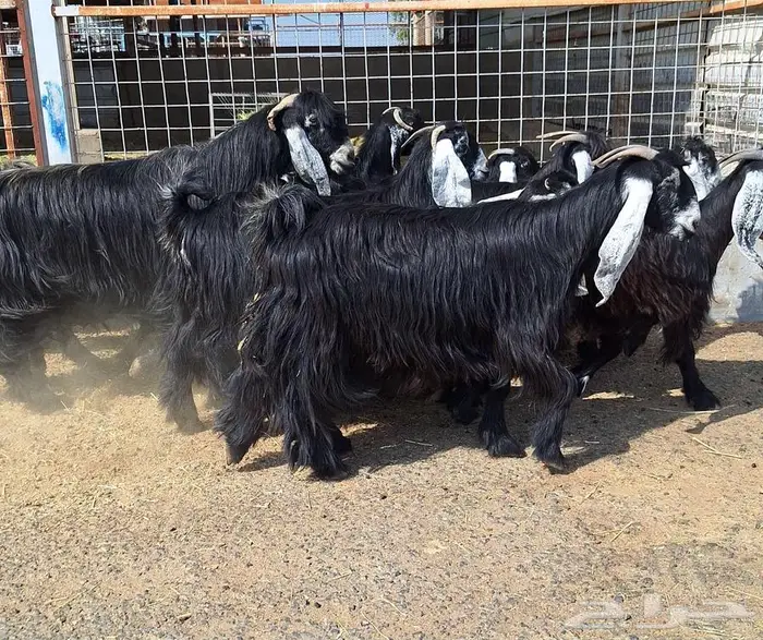 مراح معزا عوارض صنف العدد 13 با الفحل دفيع للقناي 21