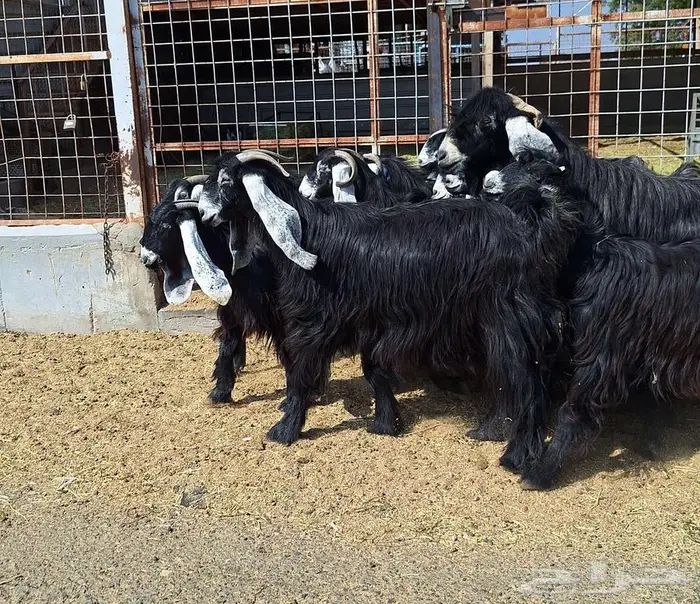 مراح معزا عوارض صنف العدد 13 با الفحل دفيع للقناي 2