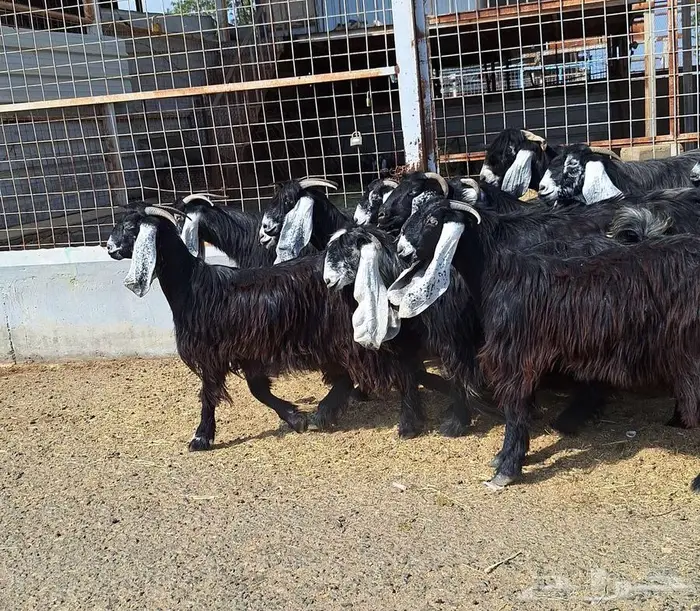 مراح معزا عوارض صنف العدد 13 با الفحل دفيع للقناي 4