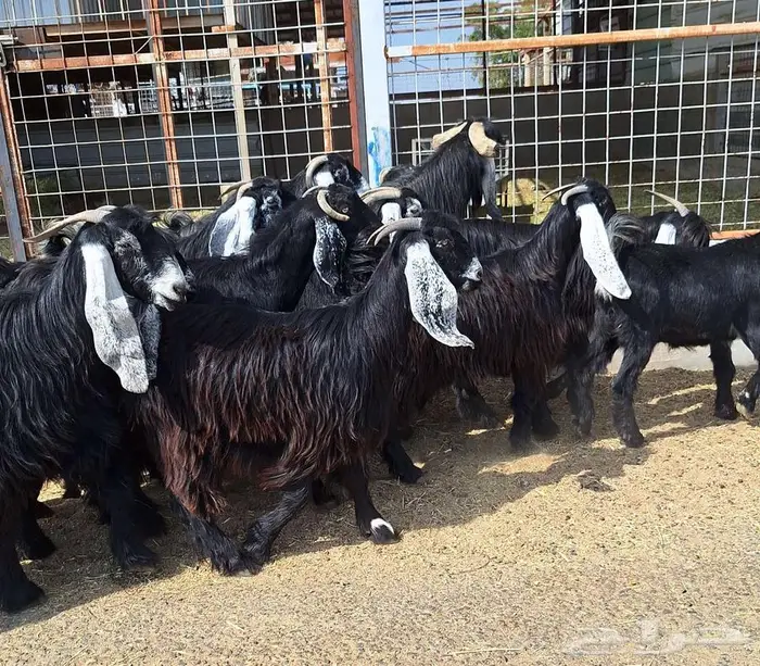 مراح معزا عوارض صنف العدد 13 با الفحل دفيع للقناي 33