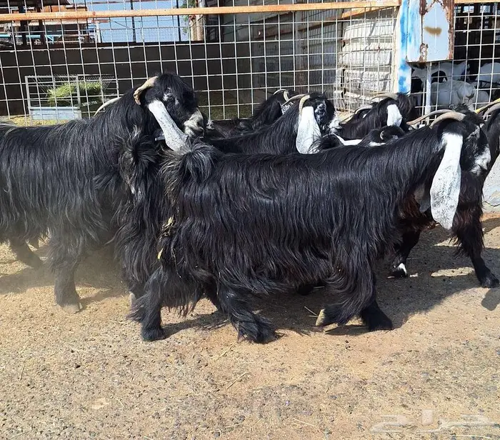 مراح معزا عوارض صنف العدد 13 با الفحل دفيع للقناي 24