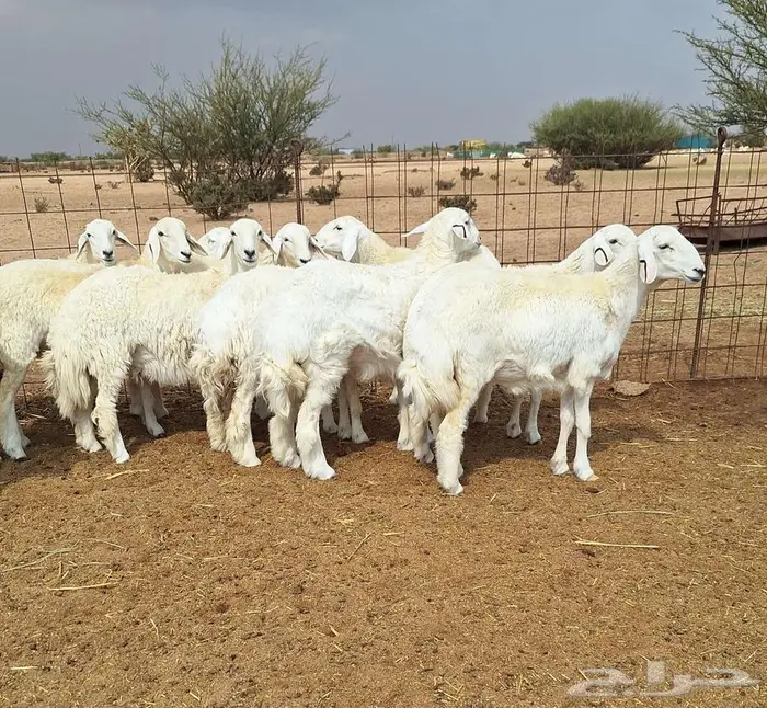 رخال حريات جذعات درجه اولي شرط الدفيع علي السونار العدد 13 26