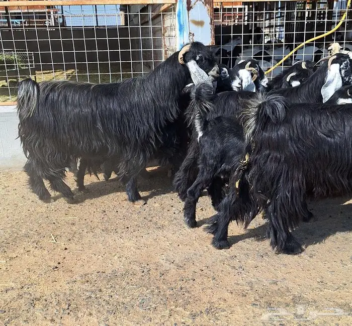 مراح معزا عوارض صنف العدد 13 با الفحل دفيع للقناي 27