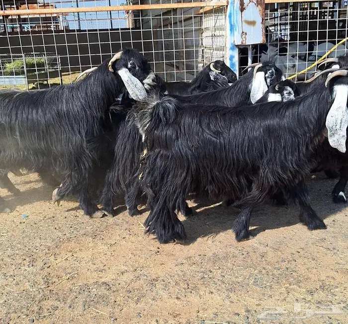 مراح معزا عوارض صنف العدد 13 با الفحل دفيع للقناي 26