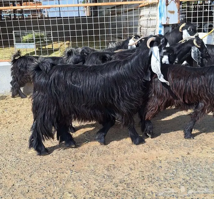 مراح معزا عوارض صنف العدد 13 با الفحل دفيع للقناي 35