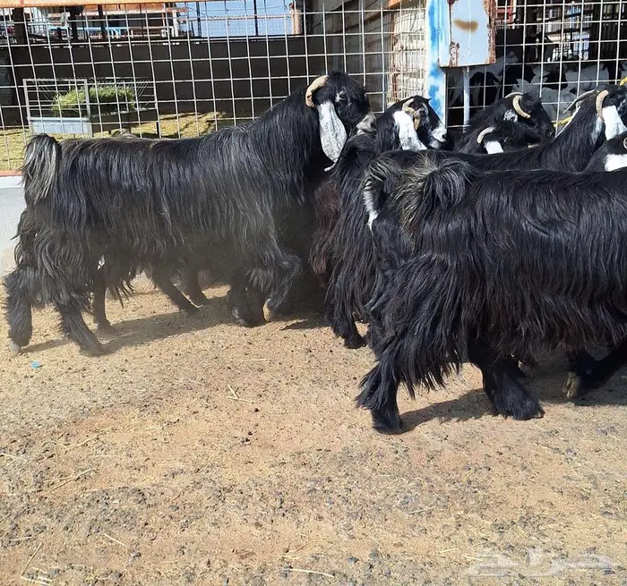 مراح معزا عوارض صنف العدد 13 با الفحل دفيع للقناي 22