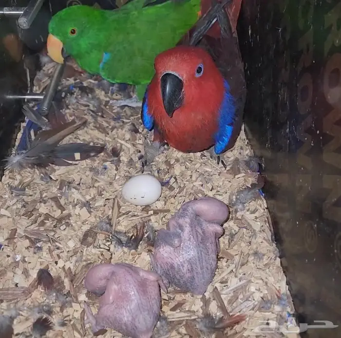 جوز اكلكتوس منتج اكبر من الكاسكو 2