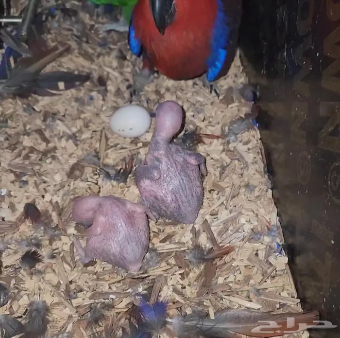 جوز اكلكتوس منتج اكبر من الكاسكو 1