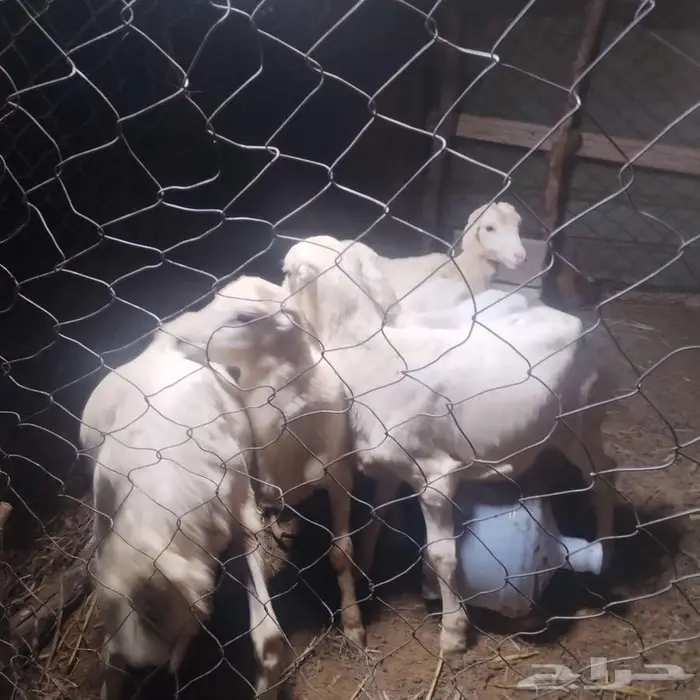 كباشة تربيه 0