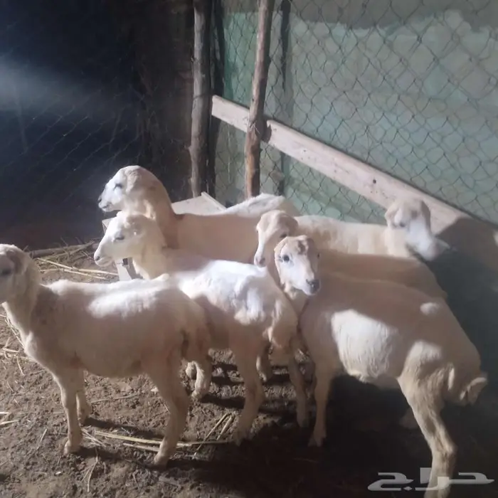 كباشة تربيه 1