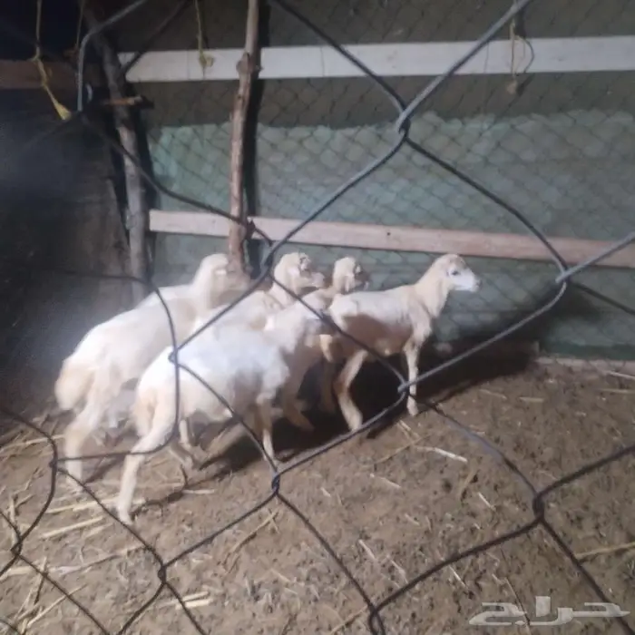 كباشة تربيه 3