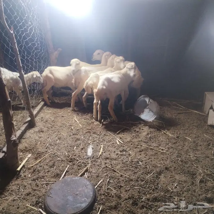 كباشة تربيه 2