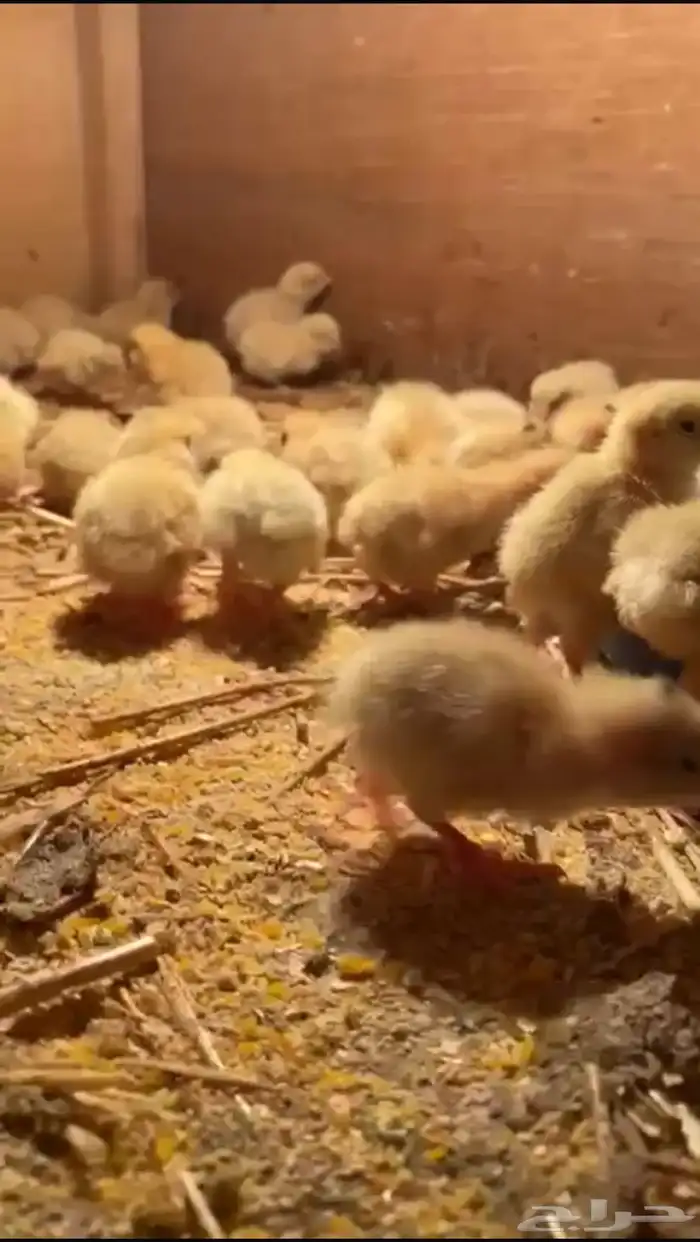 سمان تكساس 0