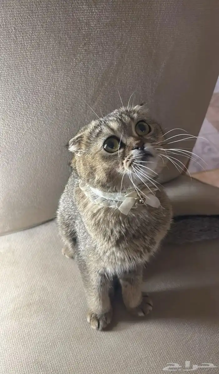 قطوه سكوتش انثى واليفه وتطالب تزاوج 0