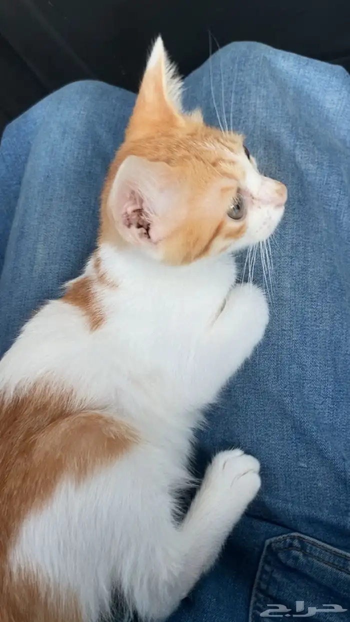 قط ذكر العمر 4شهور 0