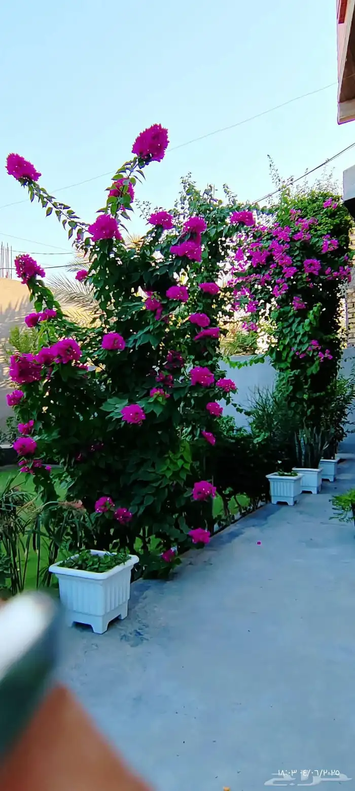 مشاتل تنسيق الحد ائق 7