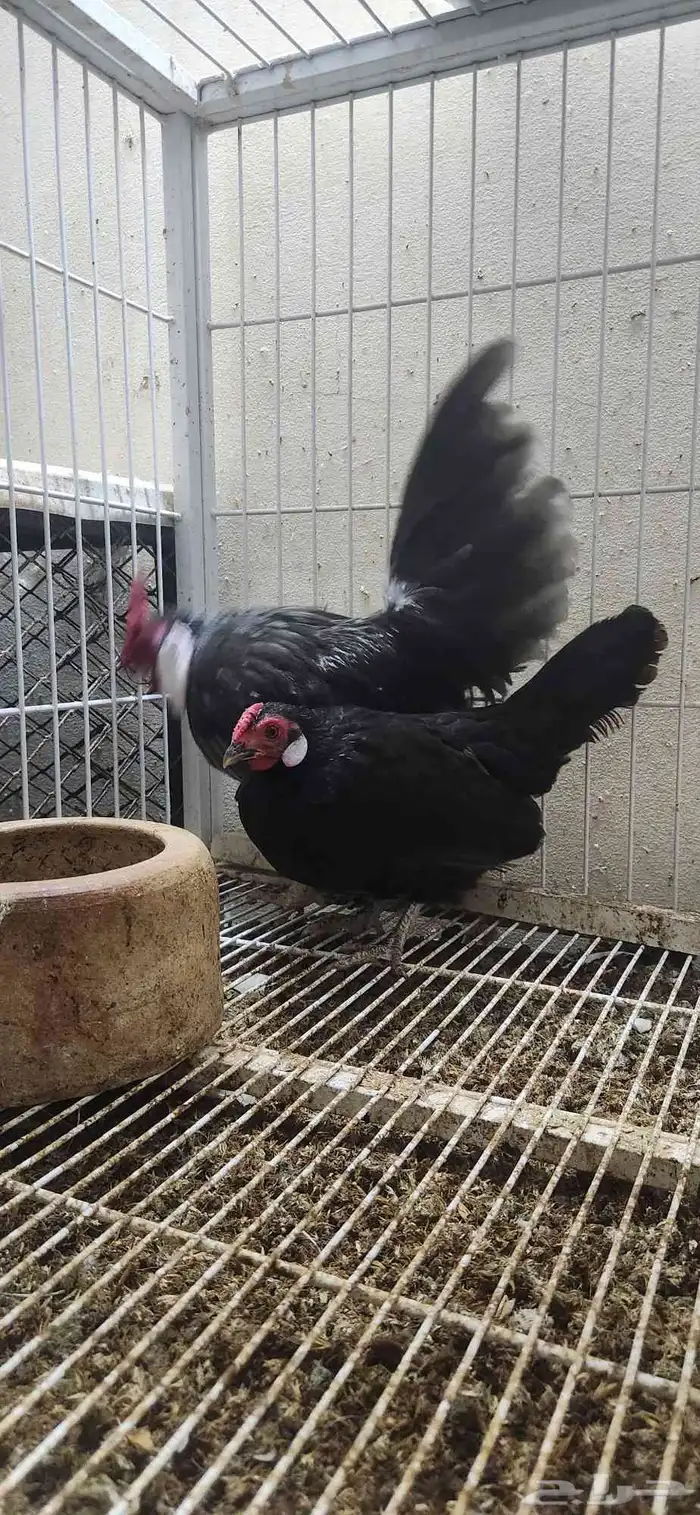 دجاج رواز او دجاج مخدد 3