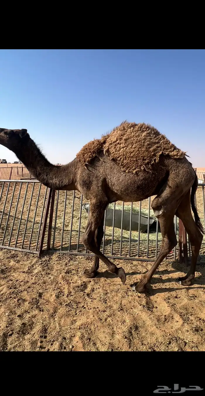 قعود مفرود مقفل شحم 1