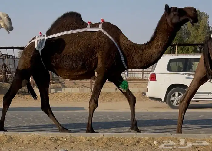 مجهم عشرا طيبه جدا وسلم العذاريب 2