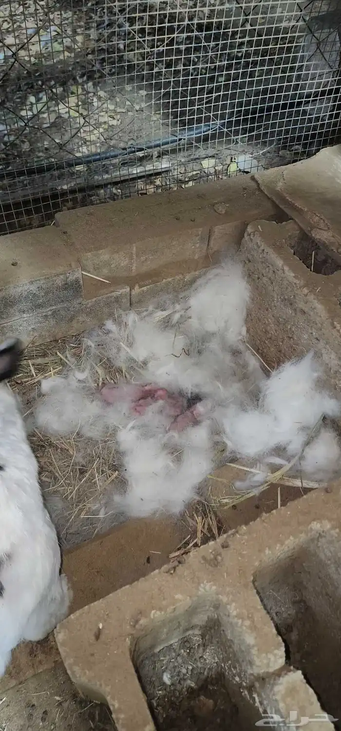 انثى ارنب قزمه (نذرلاند) معى عيالها 1