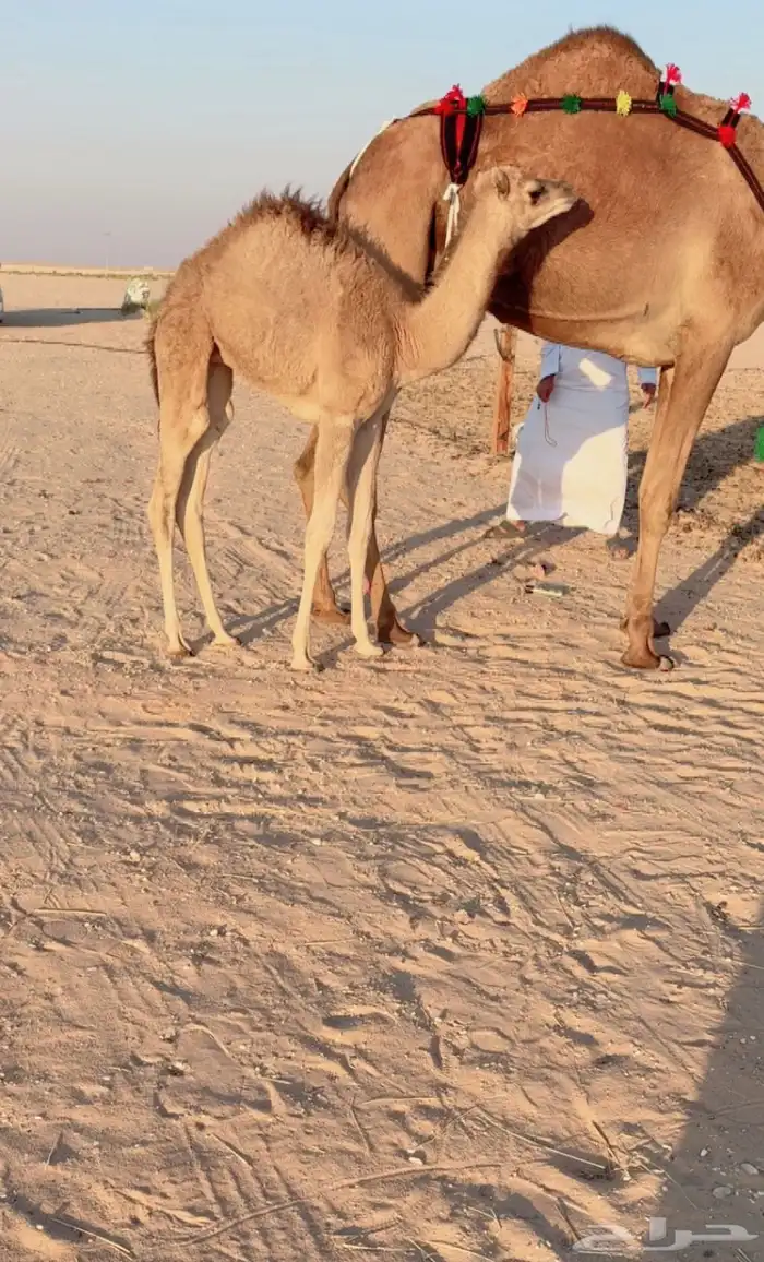 خلفه بنت شاهين الحوات الحمر تحتها بكره للبيع هجن 1