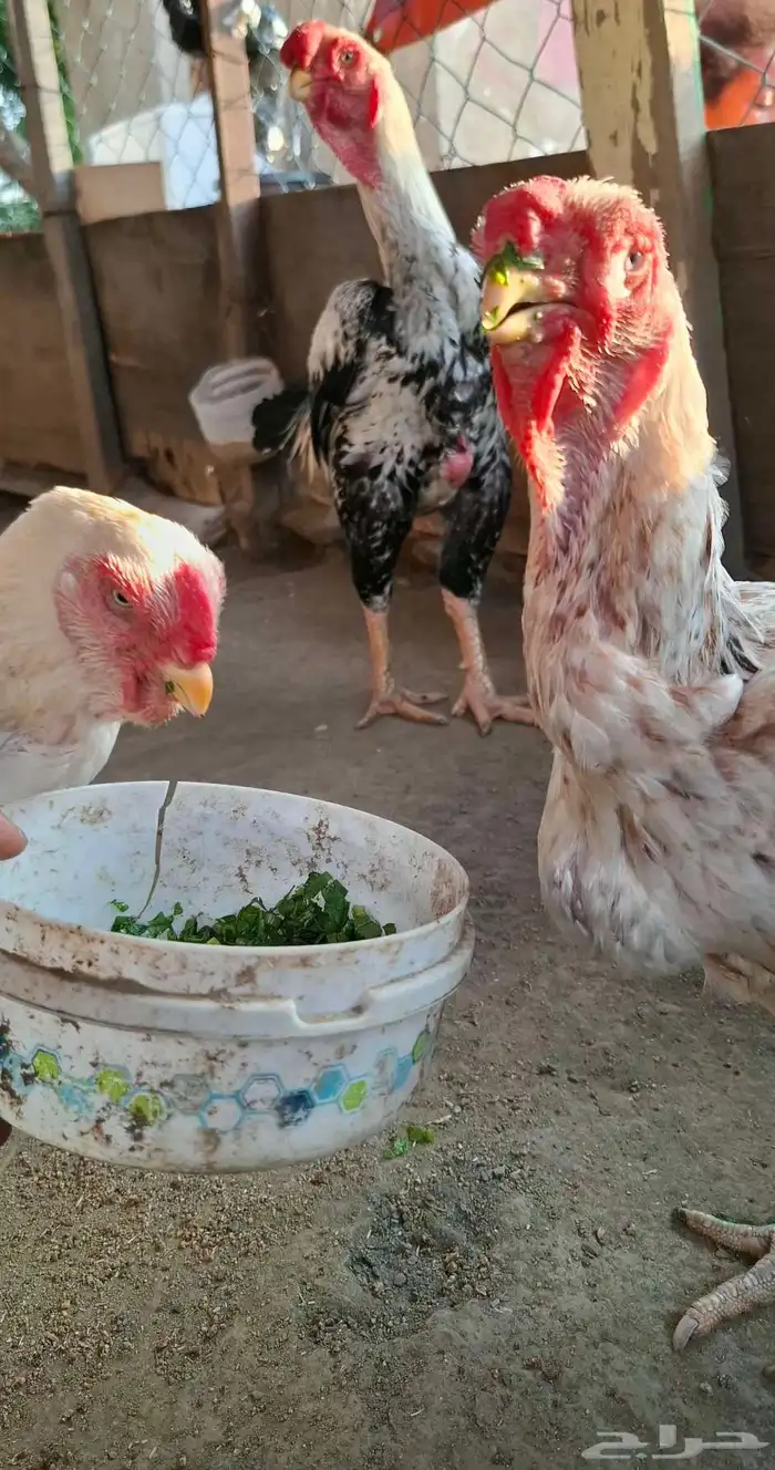 للبيع دجاجه فارسي منتجه 0
