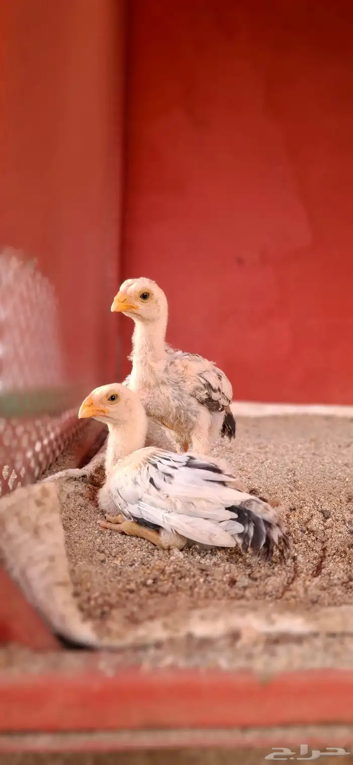 للبيع دجاجه فارسي منتجه 6