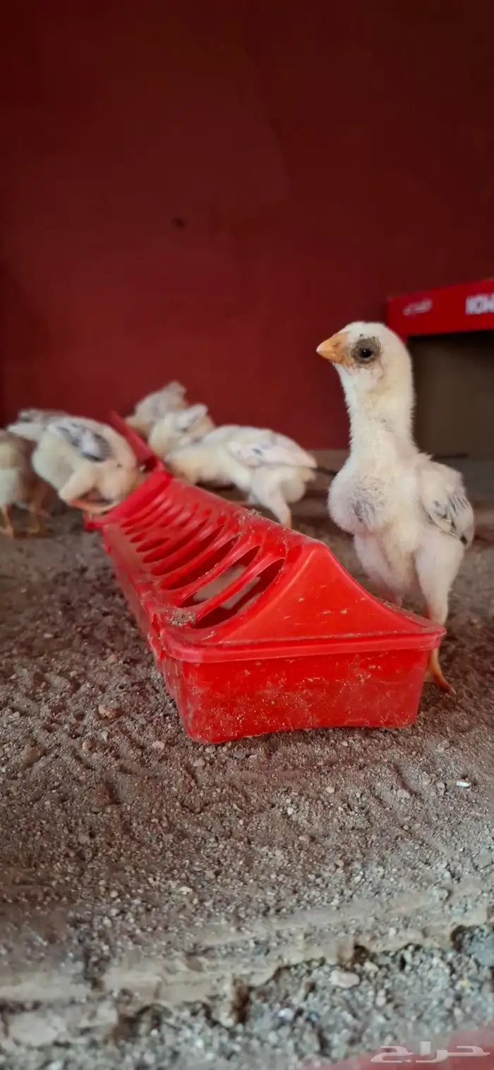 للبيع دجاجه فارسي منتجه 5