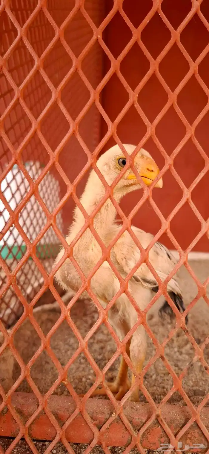 للبيع دجاجه فارسي منتجه 7