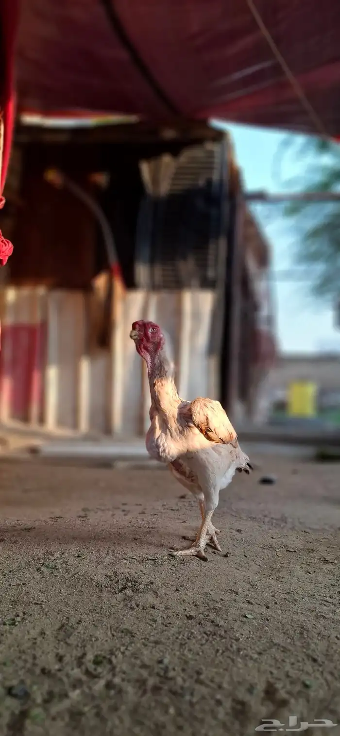 للبيع دجاجه فارسي منتجه 3