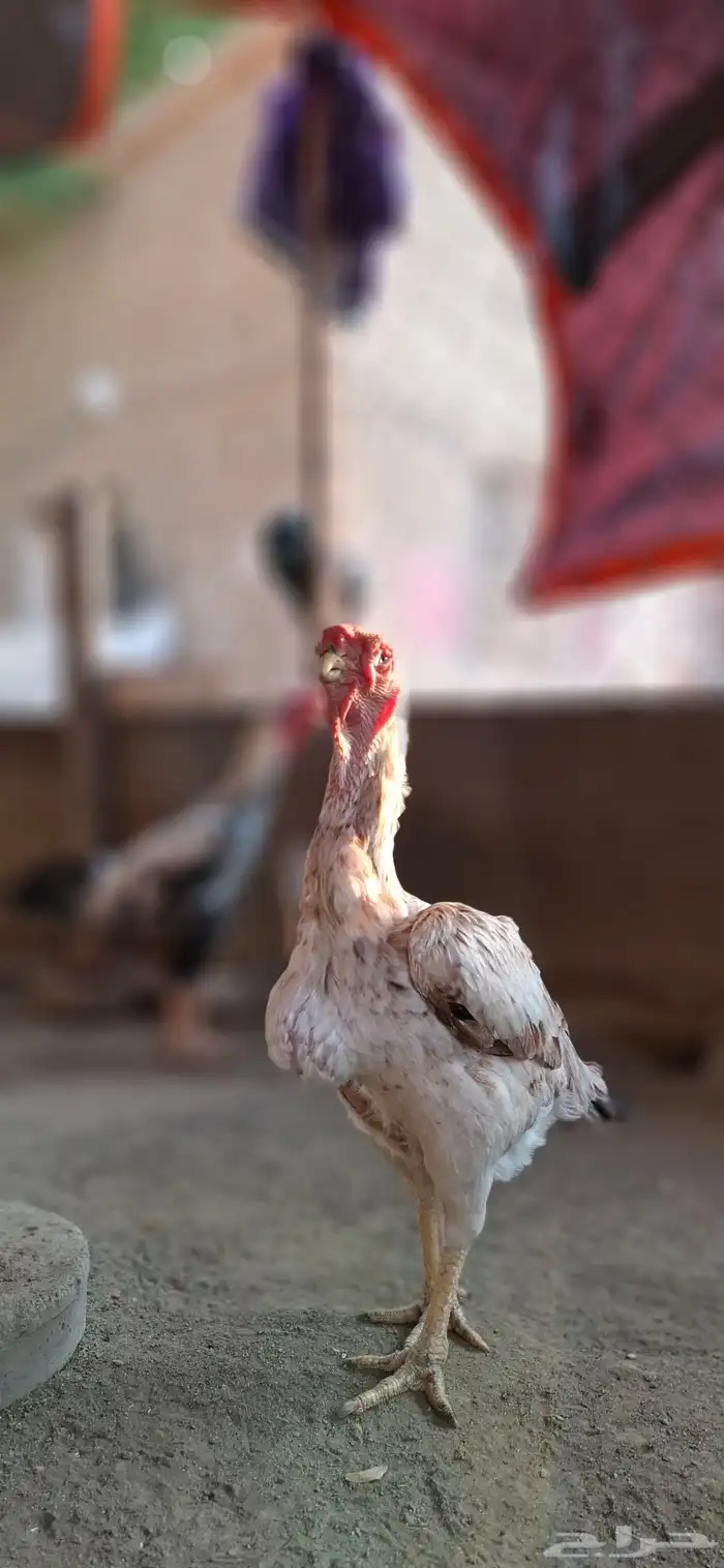 للبيع دجاجه فارسي منتجه 2