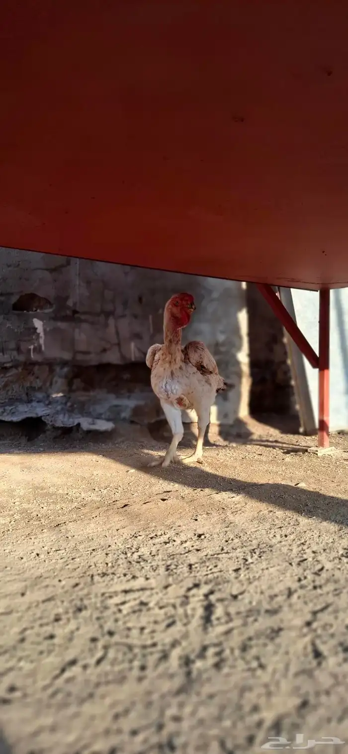 للبيع دجاجه فارسي منتجه 4