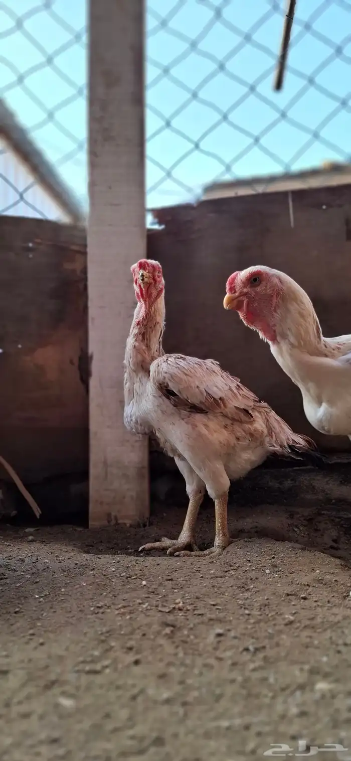 للبيع دجاجه فارسي منتجه 1