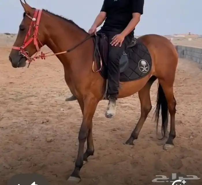 للبيع فرش شعبيه لاقح وعمرها 5 سنوات 1