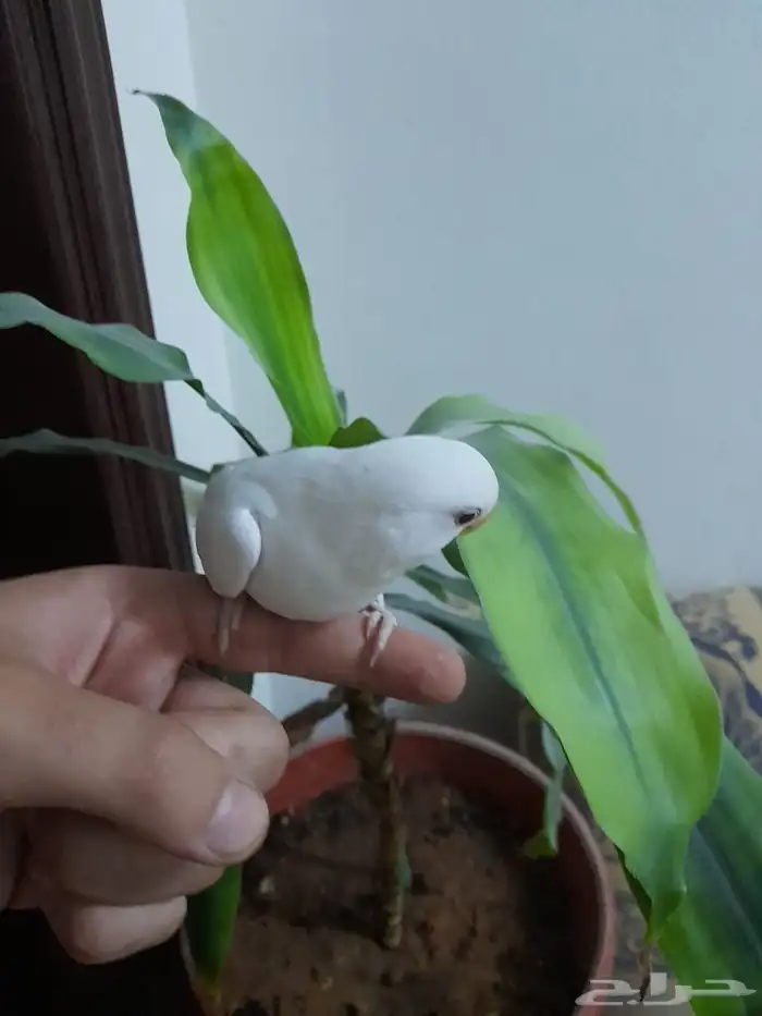 روز فروخ روز هدد 6