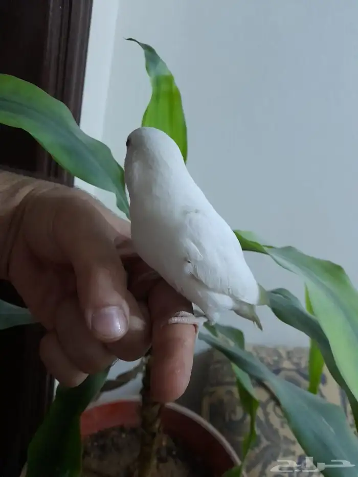 روز فروخ روز هدد 4