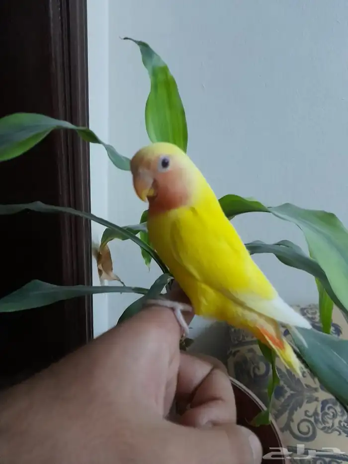 روز فروخ روز هدد 1