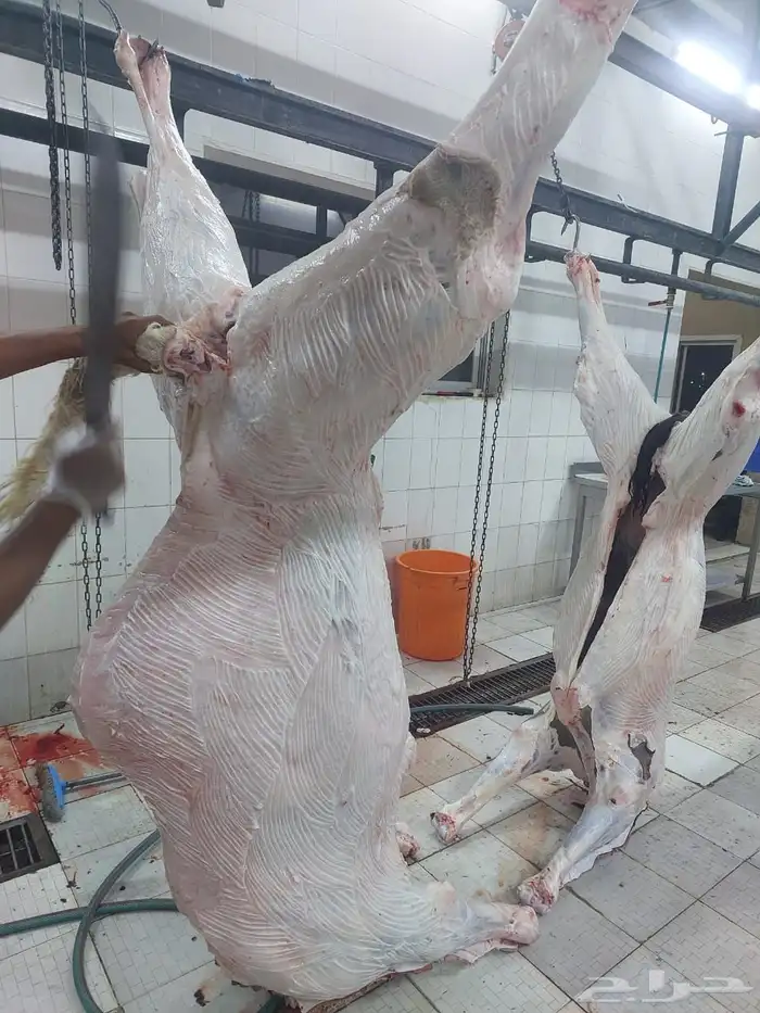 مطلوب مسلخ للايجار 0