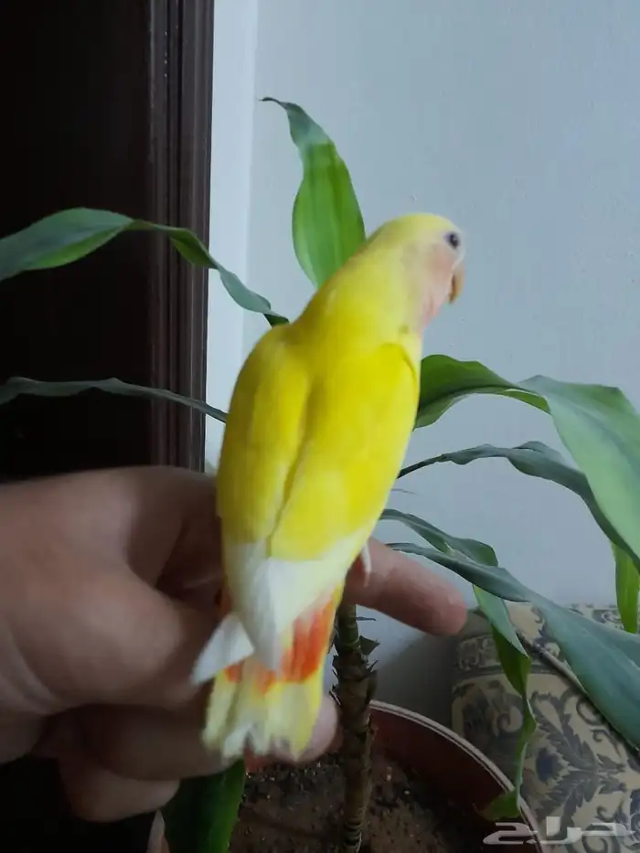 روز فروخ روز هدد 3