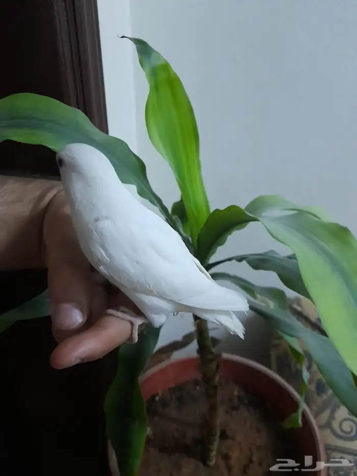 روز فروخ روز هدد 7