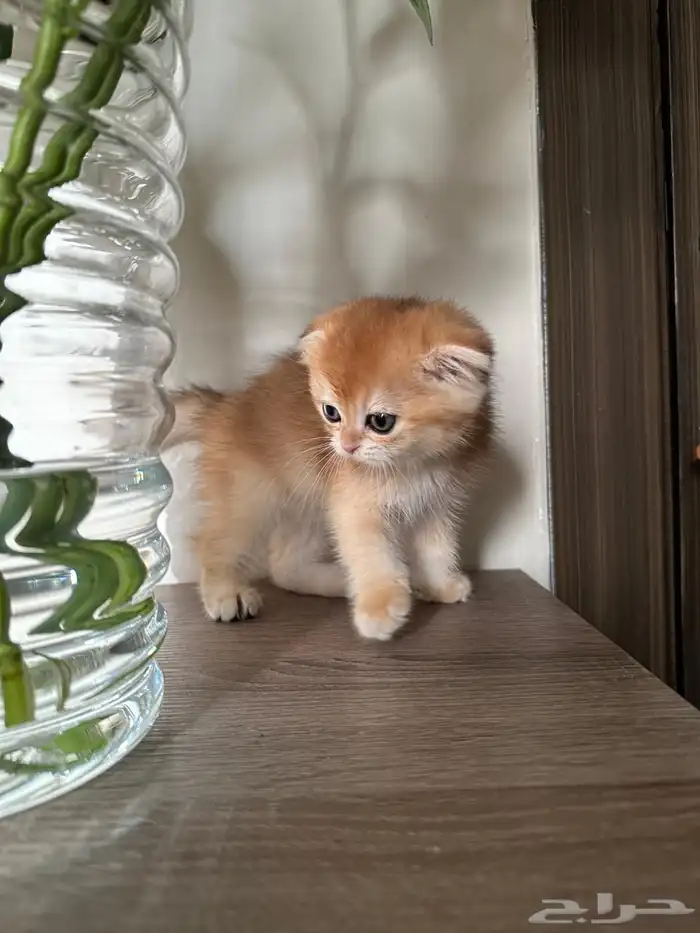 قطط شكواتش قولد 5