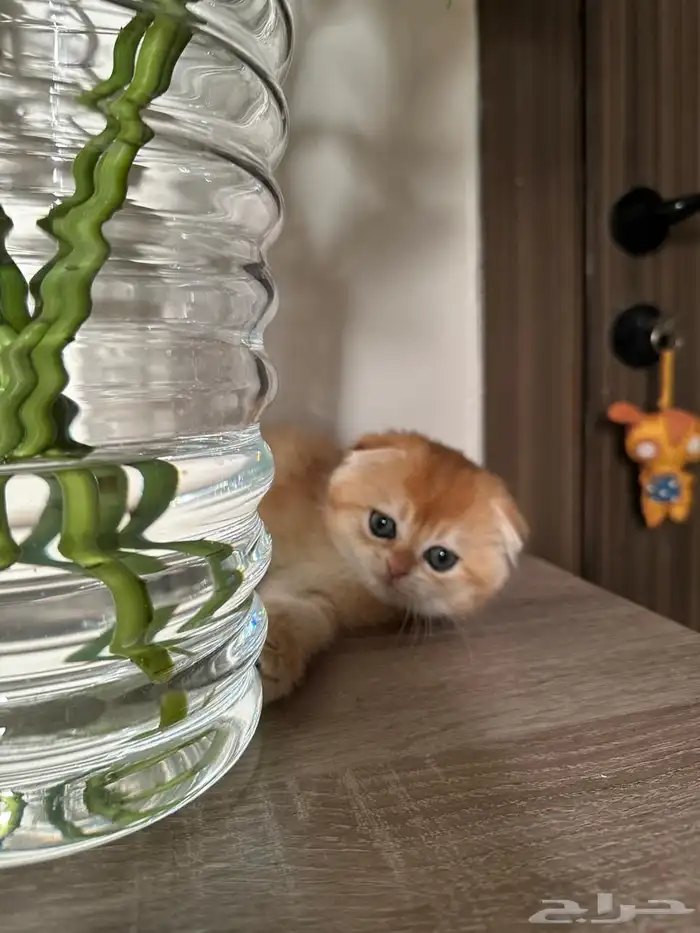 قطط شكواتش قولد 2