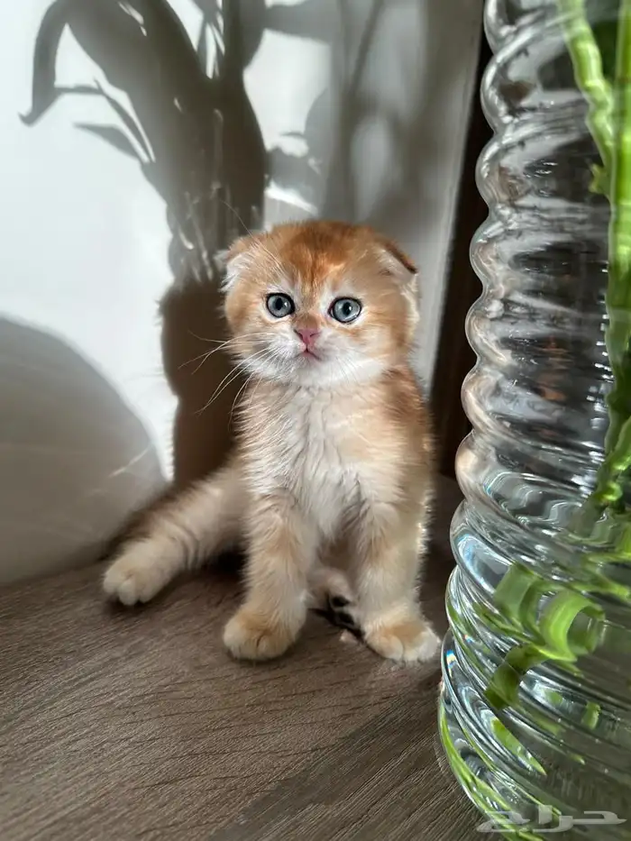 قطط شكواتش قولد 1