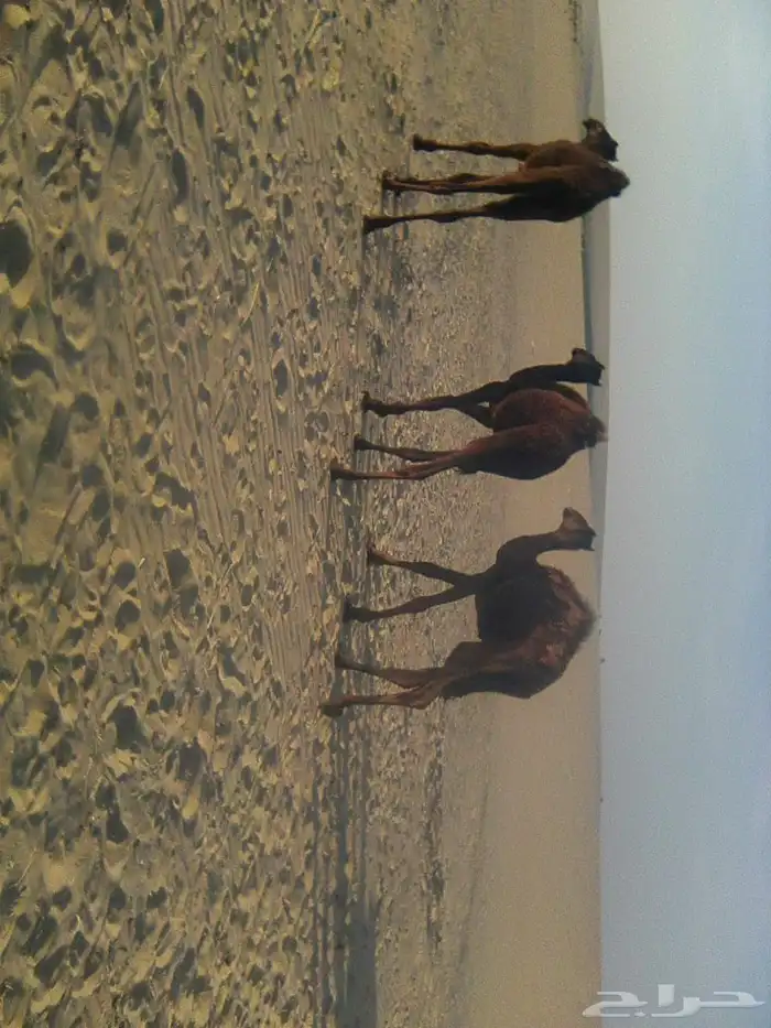 حشوان للبيع 3 أعمارها قريب السنه 0