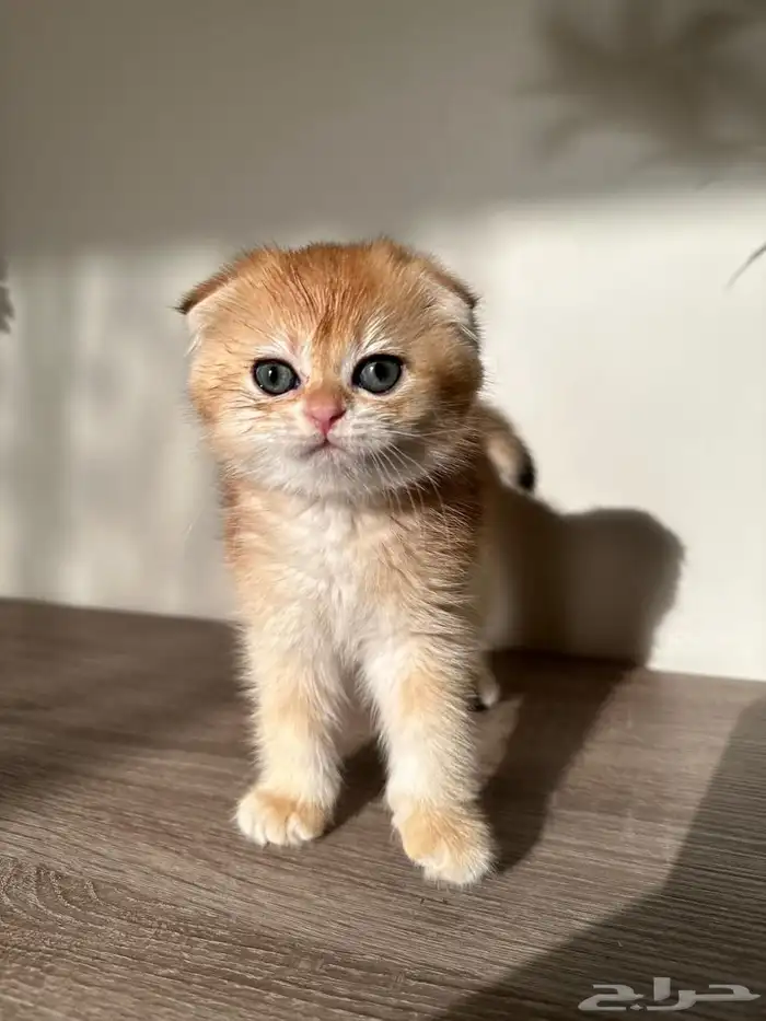 قطط شكواتش قولد 6