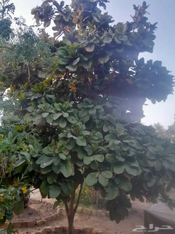 فاكهة لوز بجيل يوجد توصيل 1