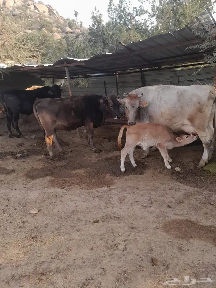 بقر الماني 0