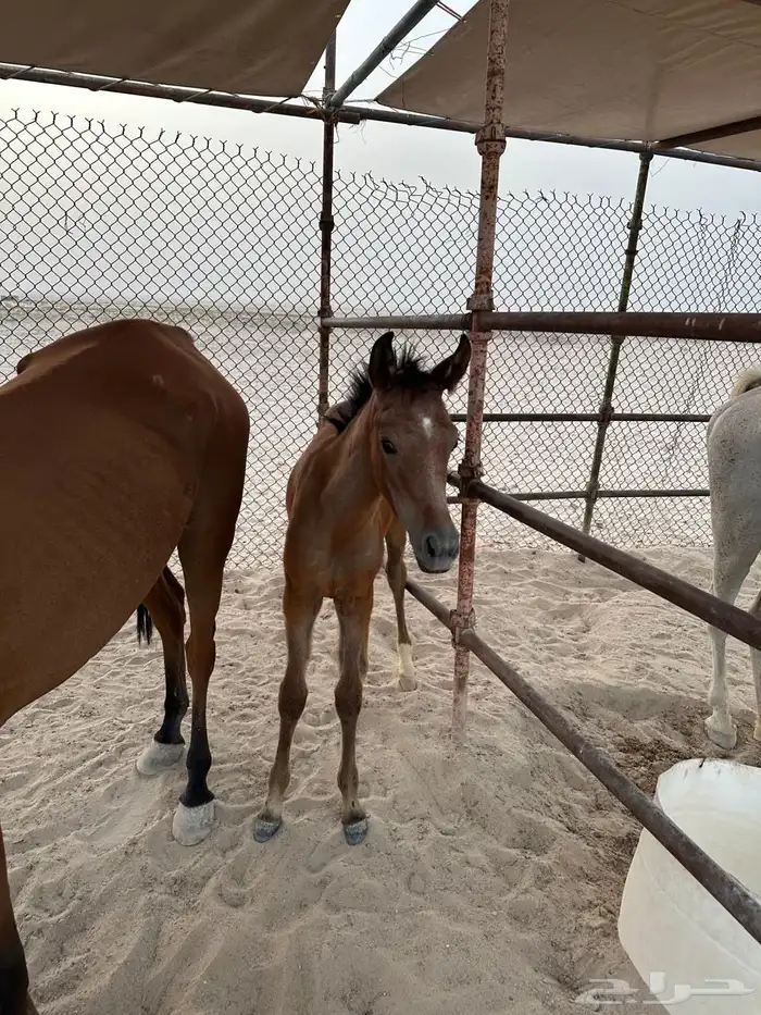 فرس واهو ومهرتين واهو مركب الشرايح 2