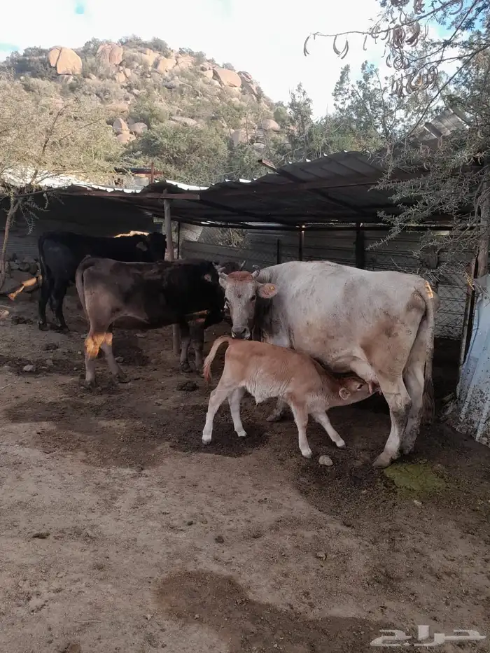 بقر الماني 1