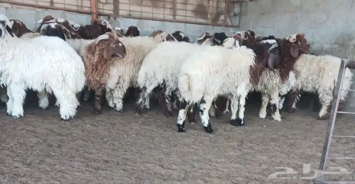 ذبايح نعيم للبيع 0